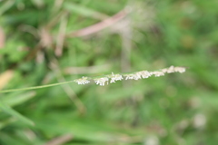 Bothriochloa pertusa